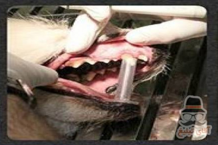 دندانپرشکی حیوانات دامپزشکی درین