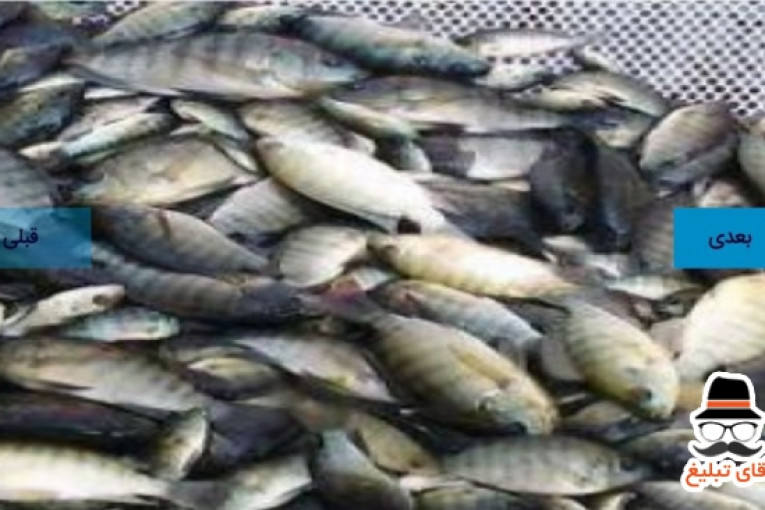 فروش انواع بچه ماهیان تیلاپیا ، لارو ، یک بند ، دو بند و سه بند