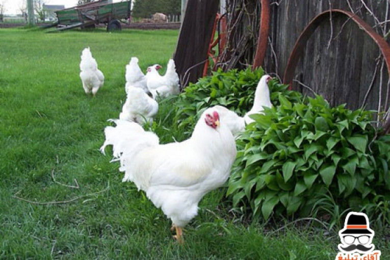 نمیچه مرغ بومی  اصلاح نژاد شده