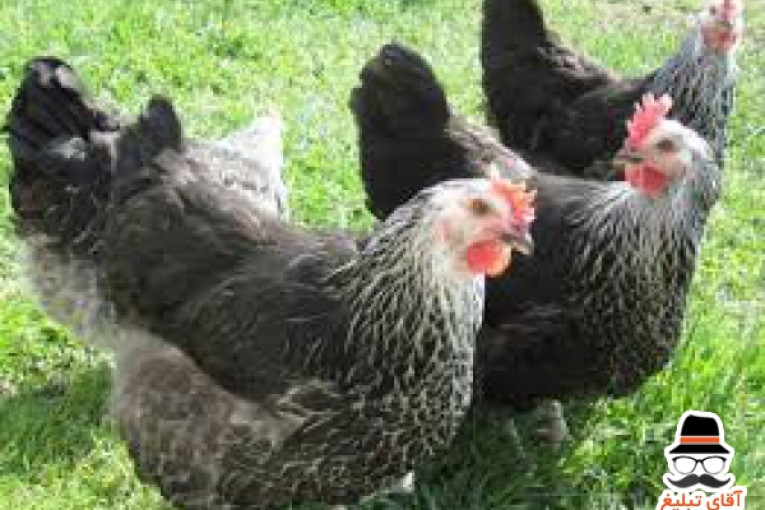 نمیچه مرغ بومی  اصلاح نژاد شده